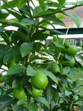 Persian lime  / Shiraz Limoo 